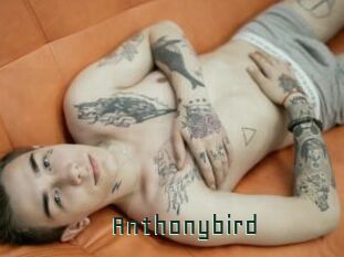 Anthonybird