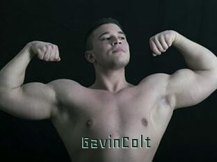 GavinColt